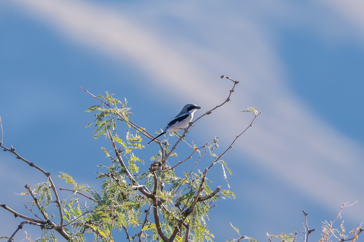 Loggerhead Shrike - ML647677604