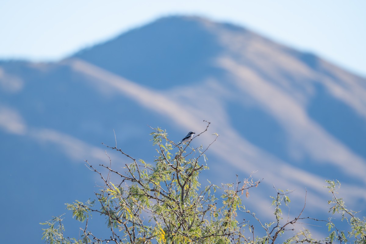 Loggerhead Shrike - ML647677605