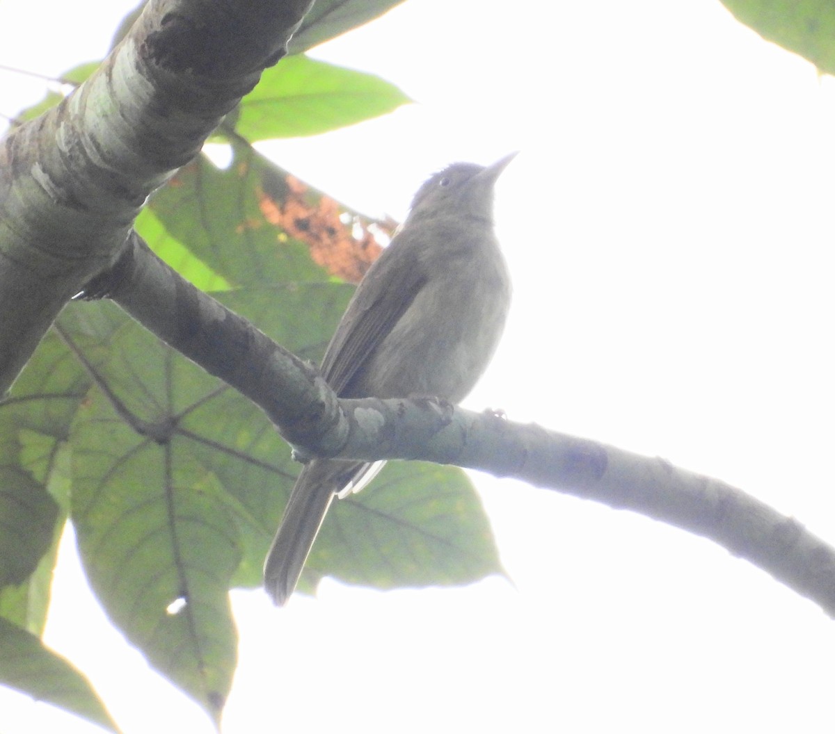 Charlotte's Bulbul - ML647677607