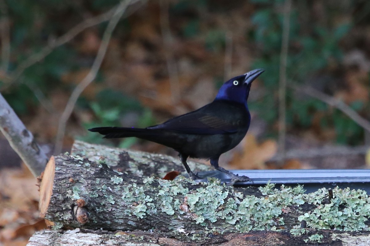 Common Grackle (Bronzed) - ML647677613