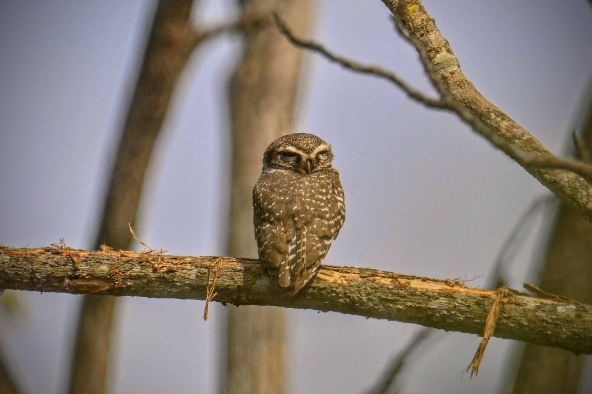Spotted Owlet - ML647677617