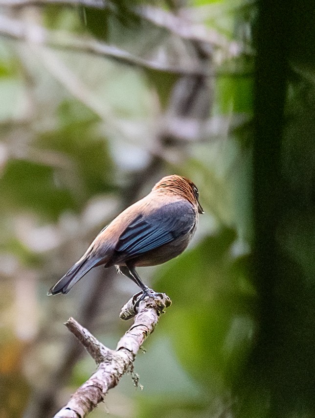 Lesser Antillean Tanager (St. Vincent) - ML647677618