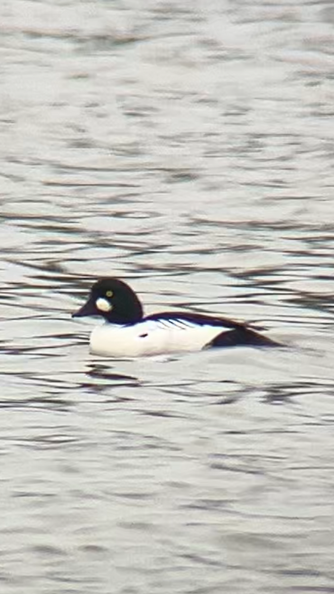 עבראש ירוק - ML647677619