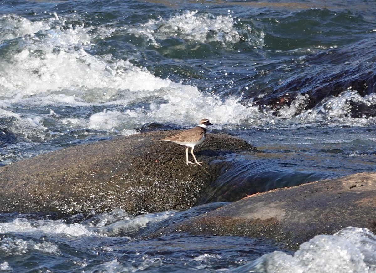חופמי כפול-צווארון - ML647677627