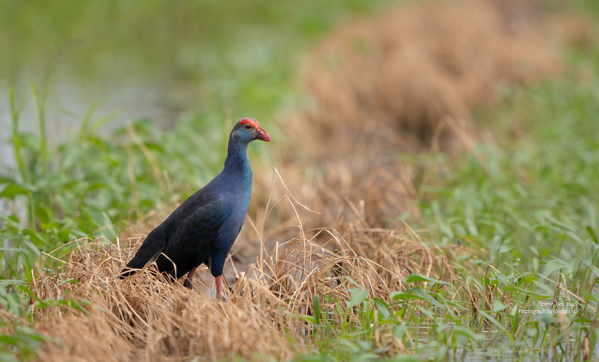 Black-backed Swamphen - ML647677630