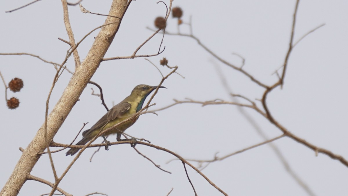 Beautiful Sunbird - ML647677633