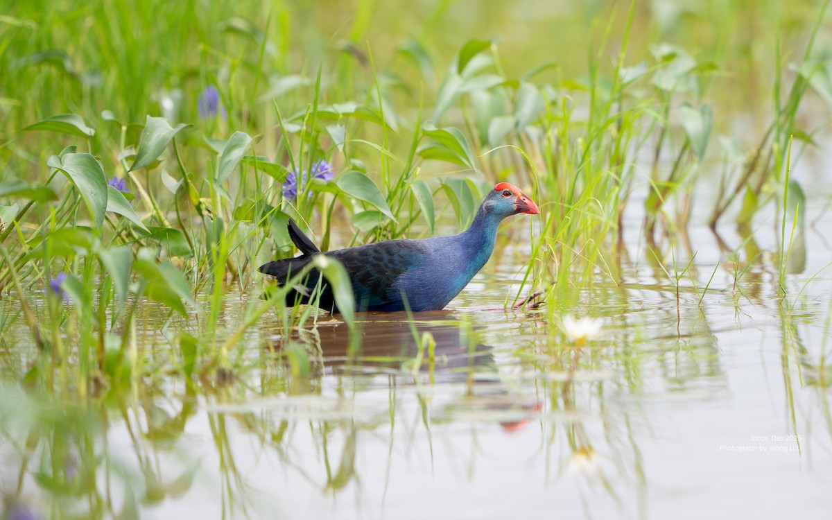 Black-backed Swamphen - ML647677634