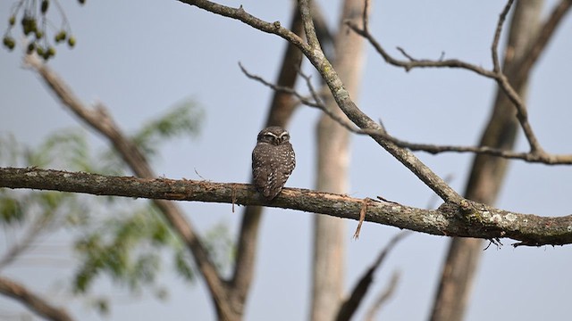 Сич брамінський - ML647677637