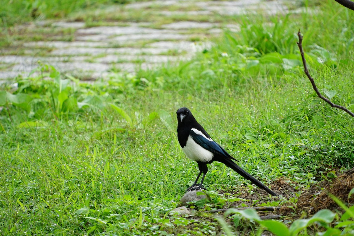 Oriental Magpie - ML647677638