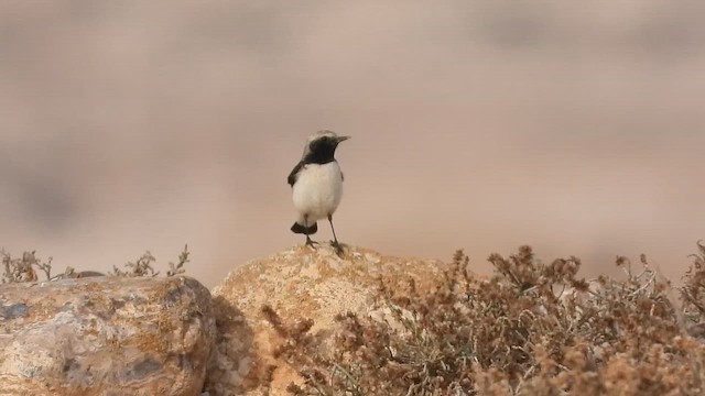 Кам'янка чорношия - ML647677675