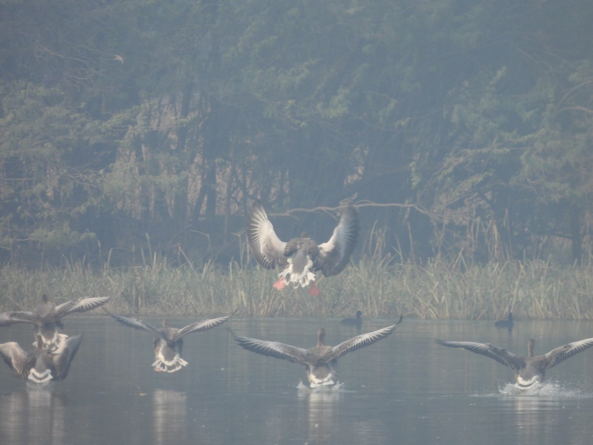 Antzara hankagorrizta - ML647677708