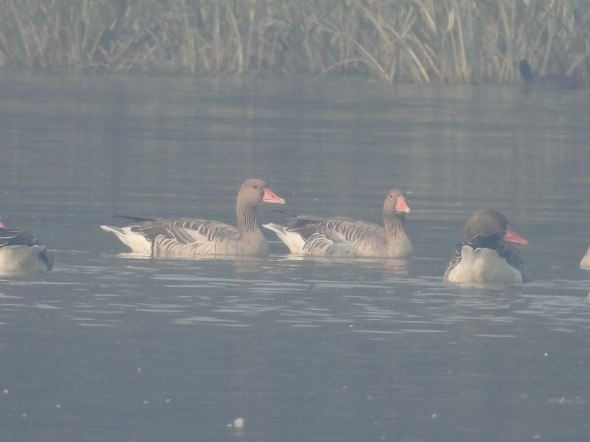 Antzara hankagorrizta - ML647677709