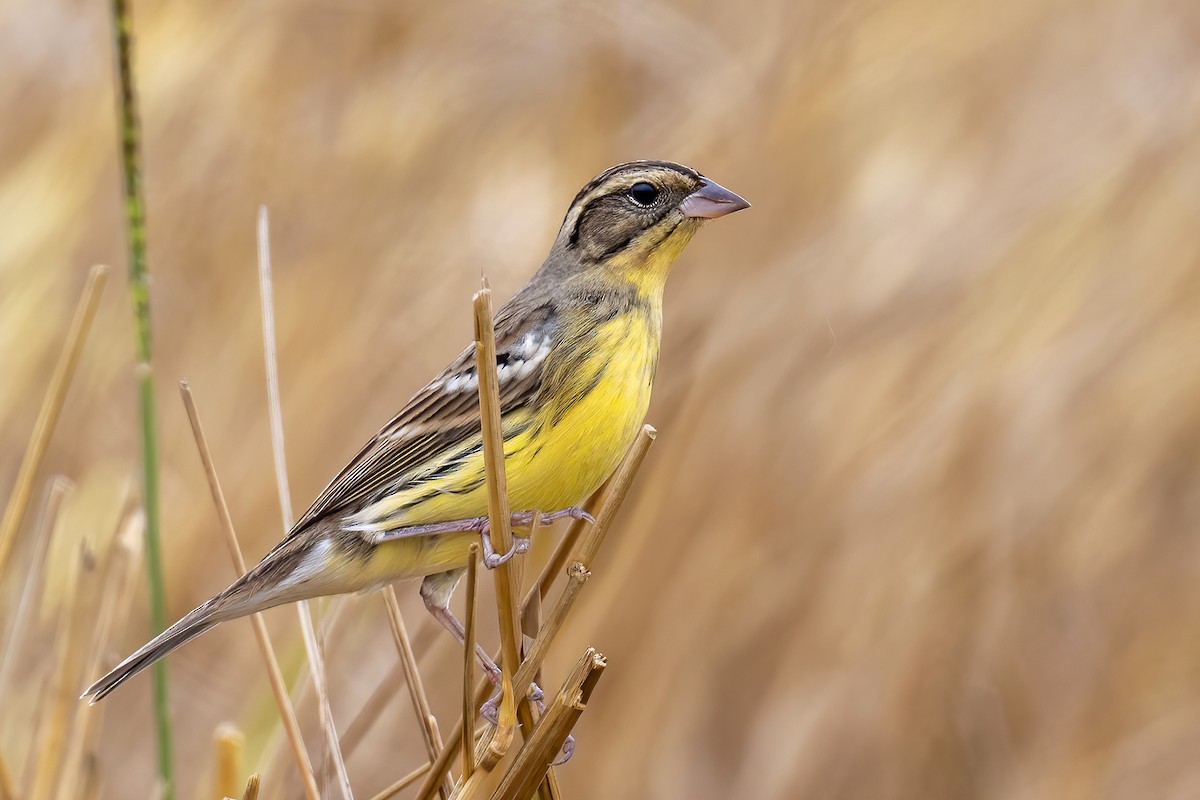 גיבתון צווארון - ML647677712