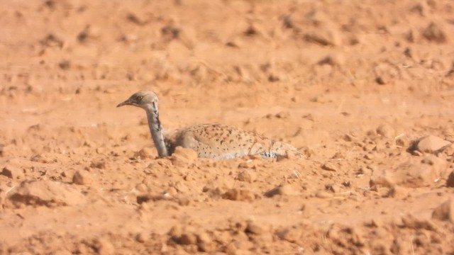 Джек східний - ML647677715