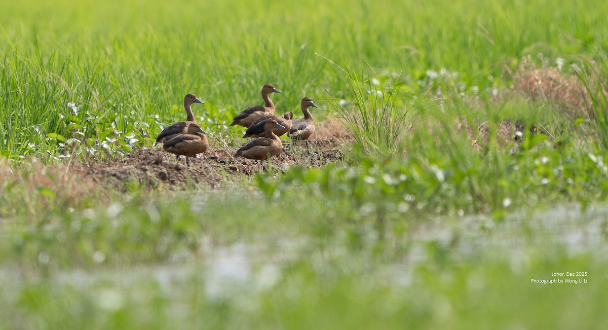 Zuhaitz-ahate javatarra - ML647677716