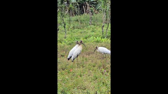 Міктерія - ML647677757