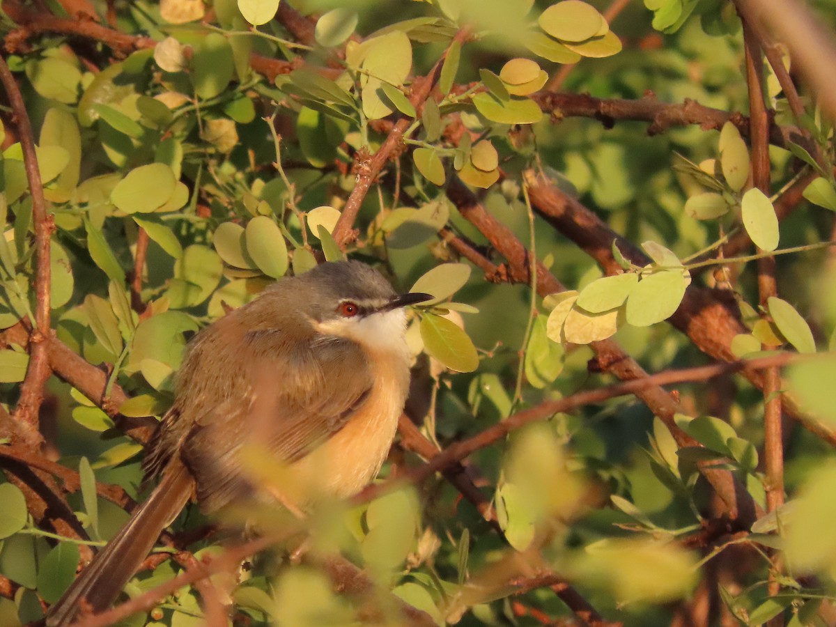 Ashy Prinia - ML647677773
