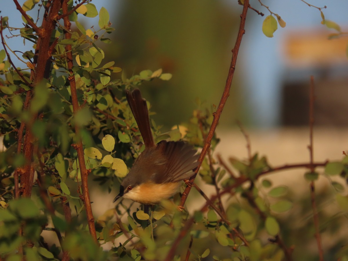 Ashy Prinia - ML647677774