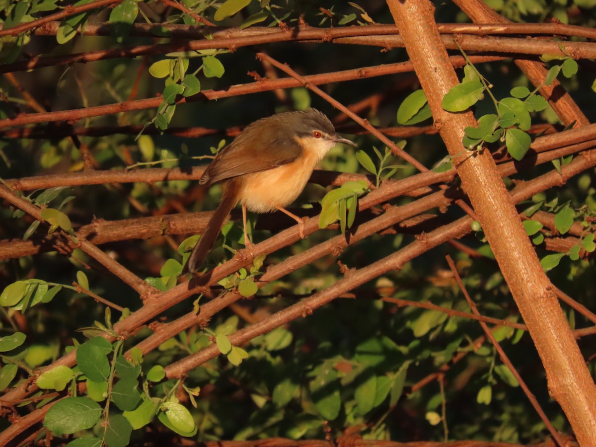 Ashy Prinia - ML647677775