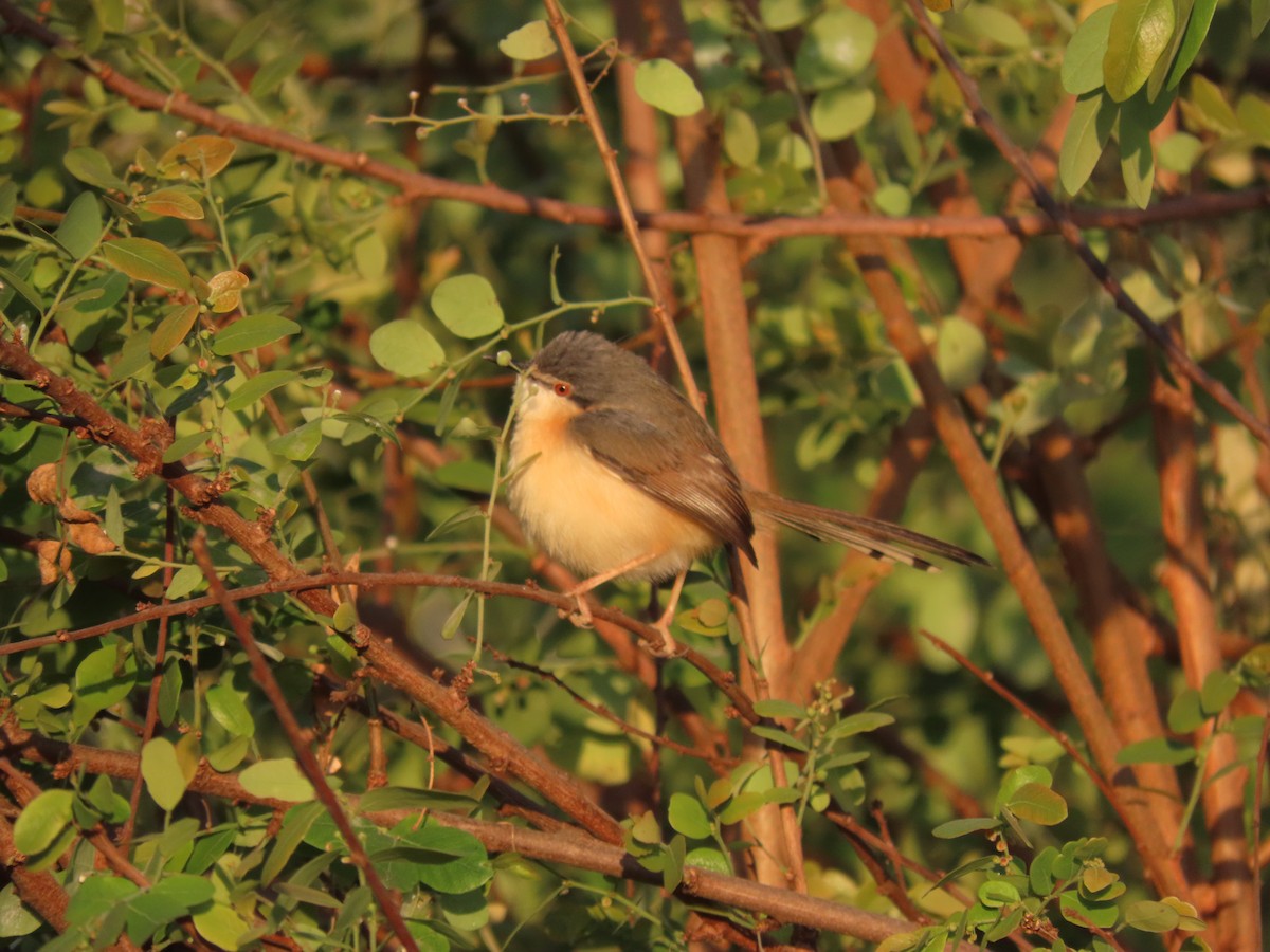Ashy Prinia - ML647677776