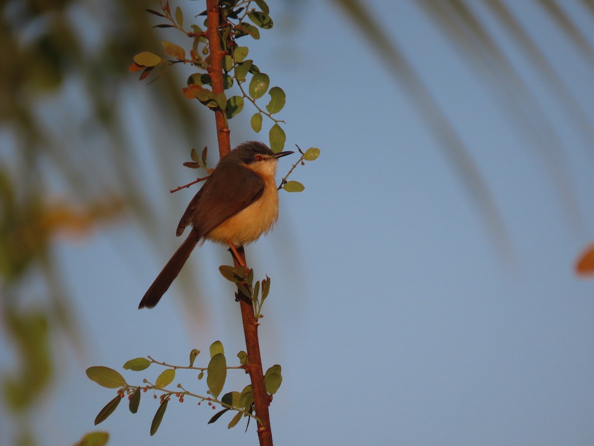 Ashy Prinia - ML647677777