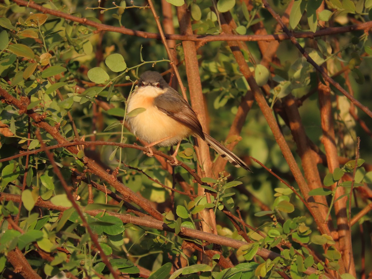Ashy Prinia - ML647677778