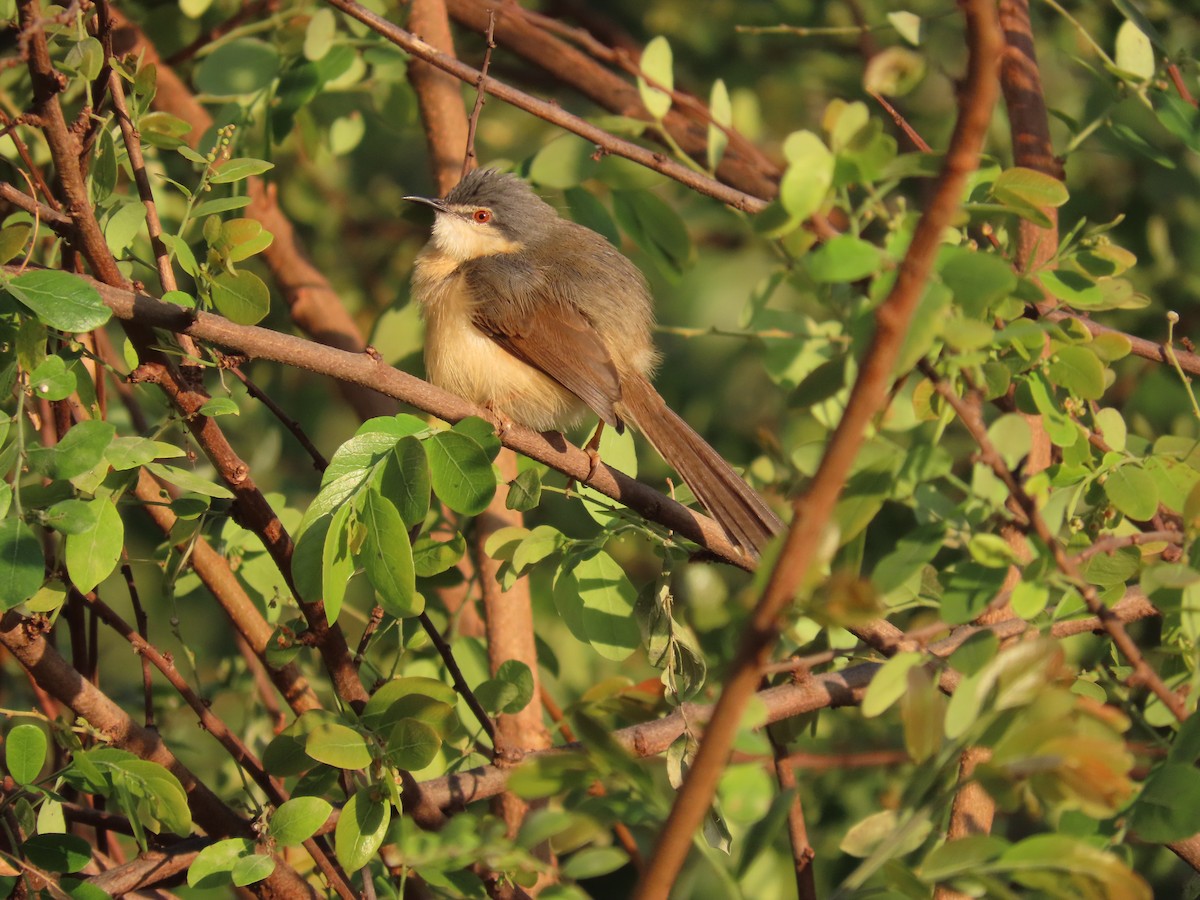 Ashy Prinia - ML647677779