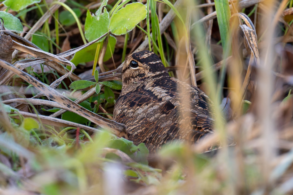 Eurasian Woodcock - ML647677781