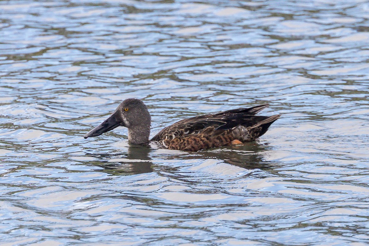 Australasian Shoveler - ML647677789