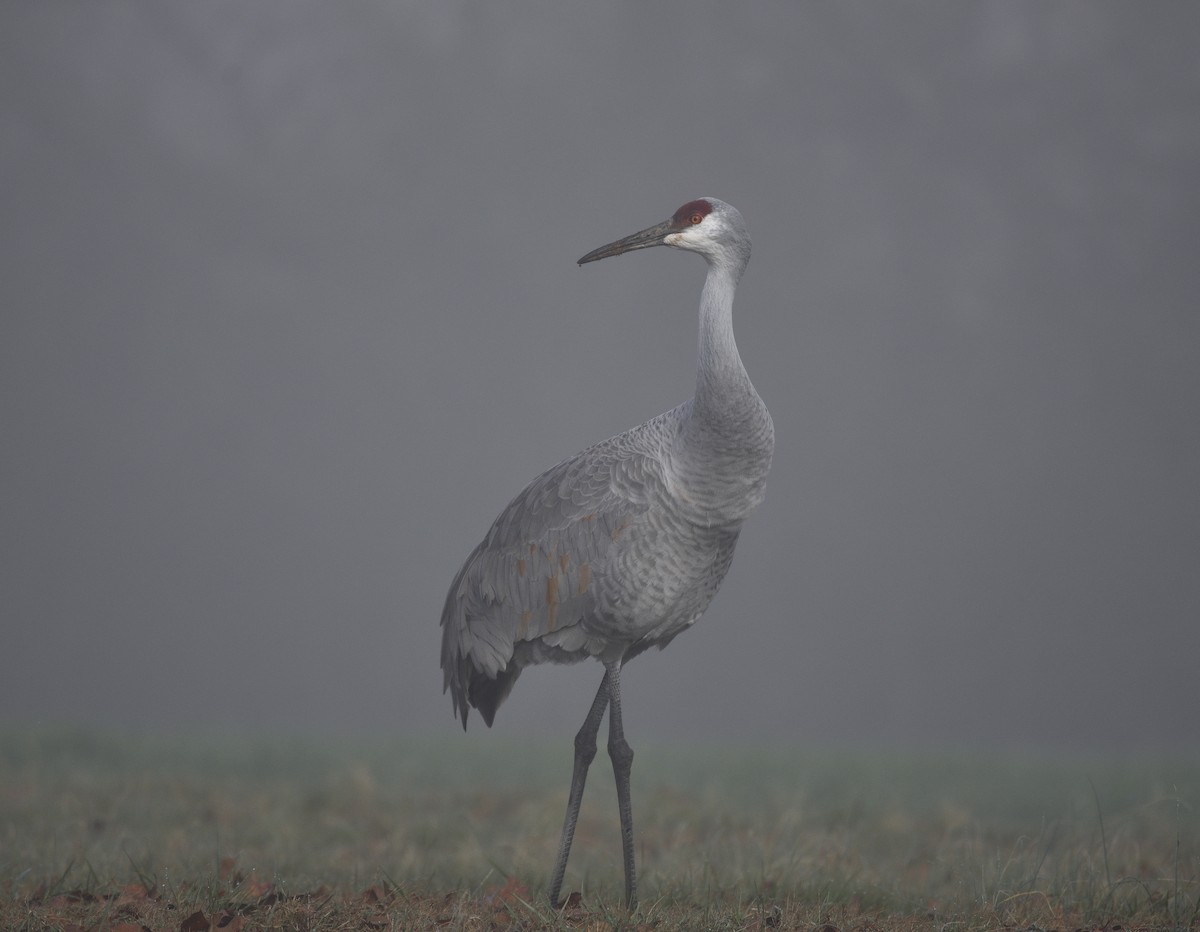 Sandhill Crane - ML647677793