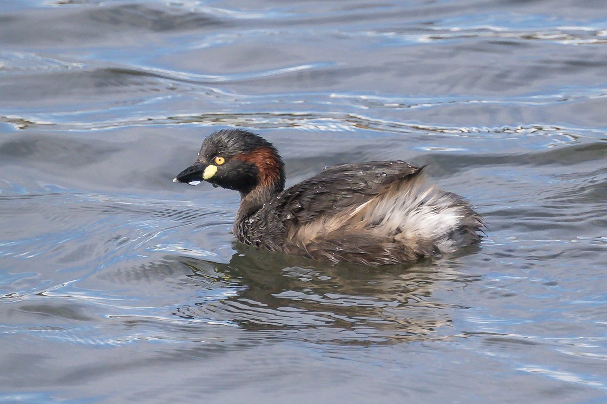 Australasian Grebe - ML647677796