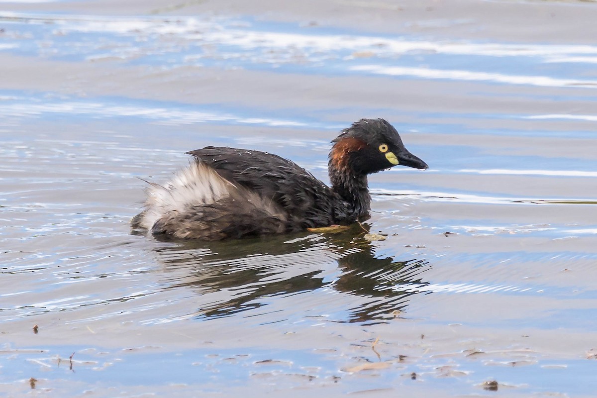 Australasian Grebe - ML647677797