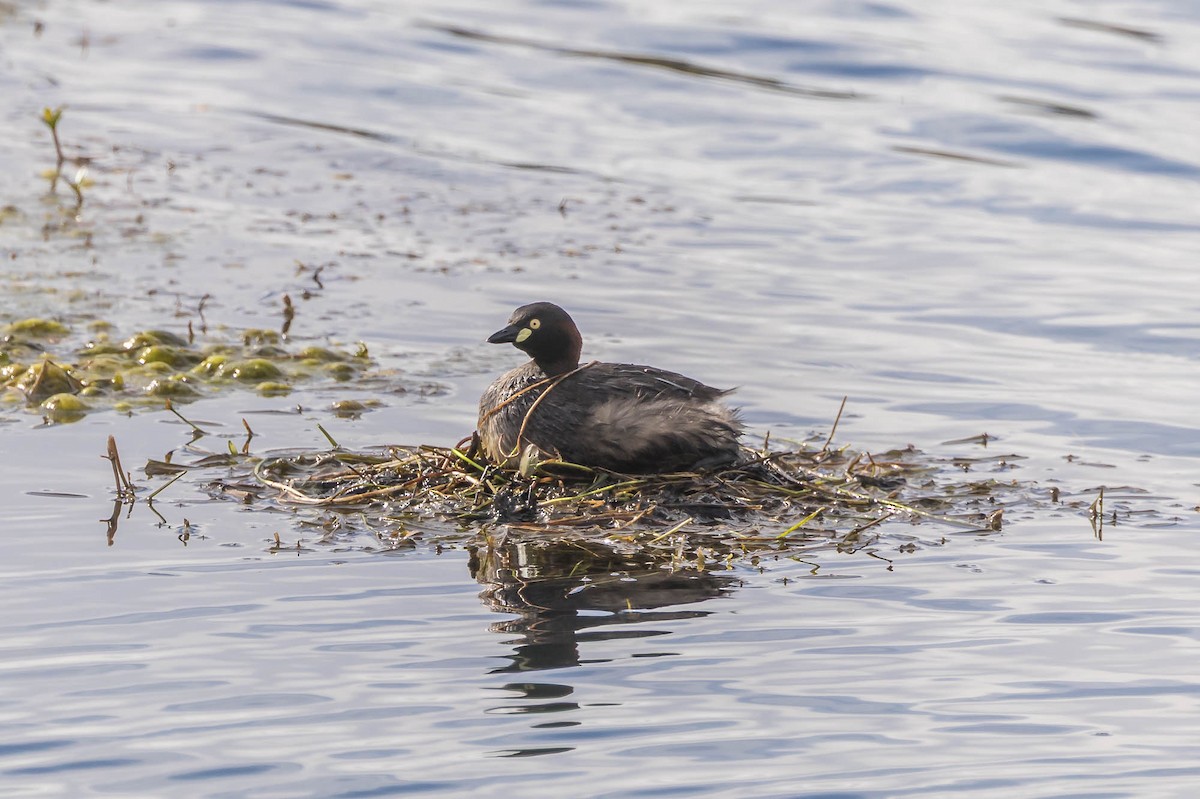 Australasian Grebe - ML647677798