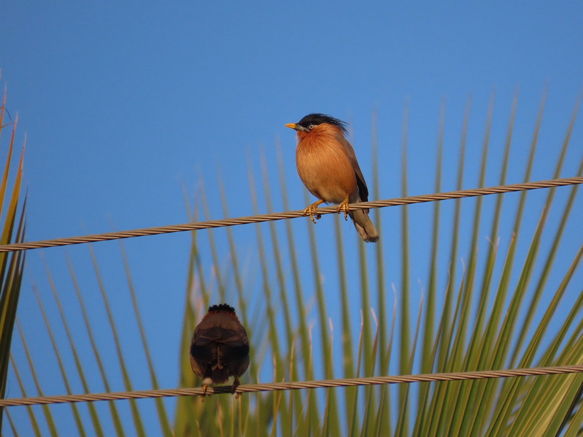 Brahminy Starling - ML647677809