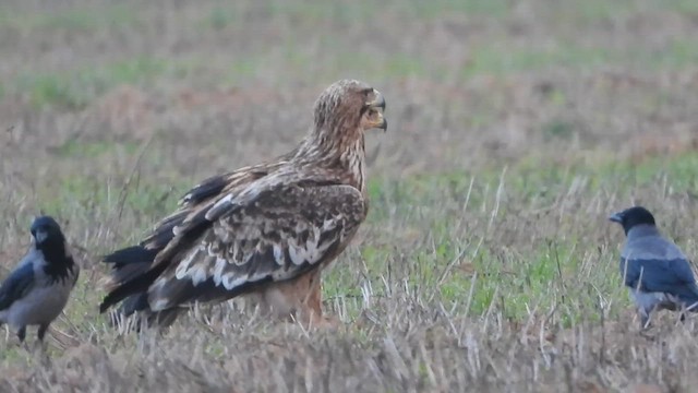 Imperial Eagle - ML647677810