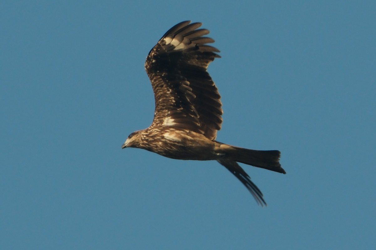 Black Kite - ML647677816