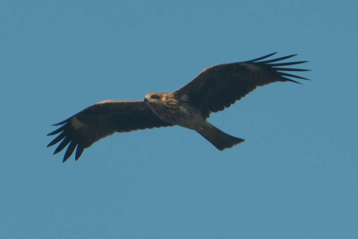 Black Kite - ML647677817
