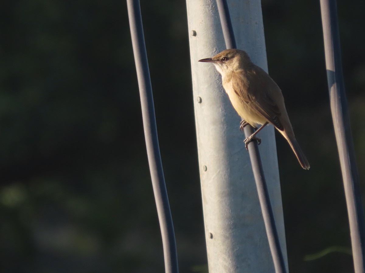 Clamorous Reed Warbler - ML647677822