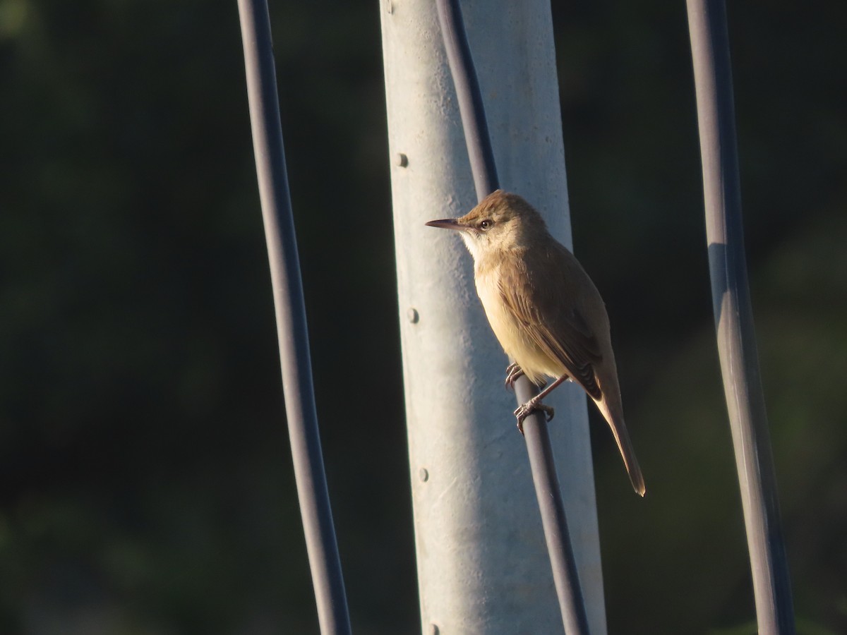 Clamorous Reed Warbler - ML647677823