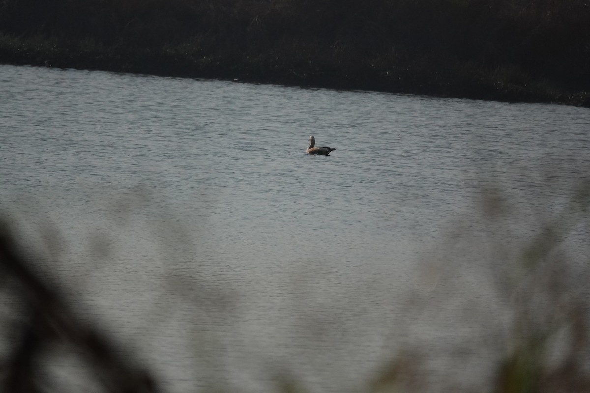 Ruddy Shelduck - ML647677824