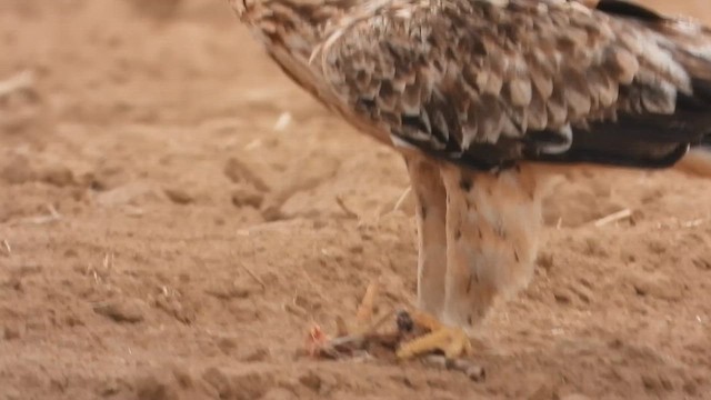 Imperial Eagle - ML647677825