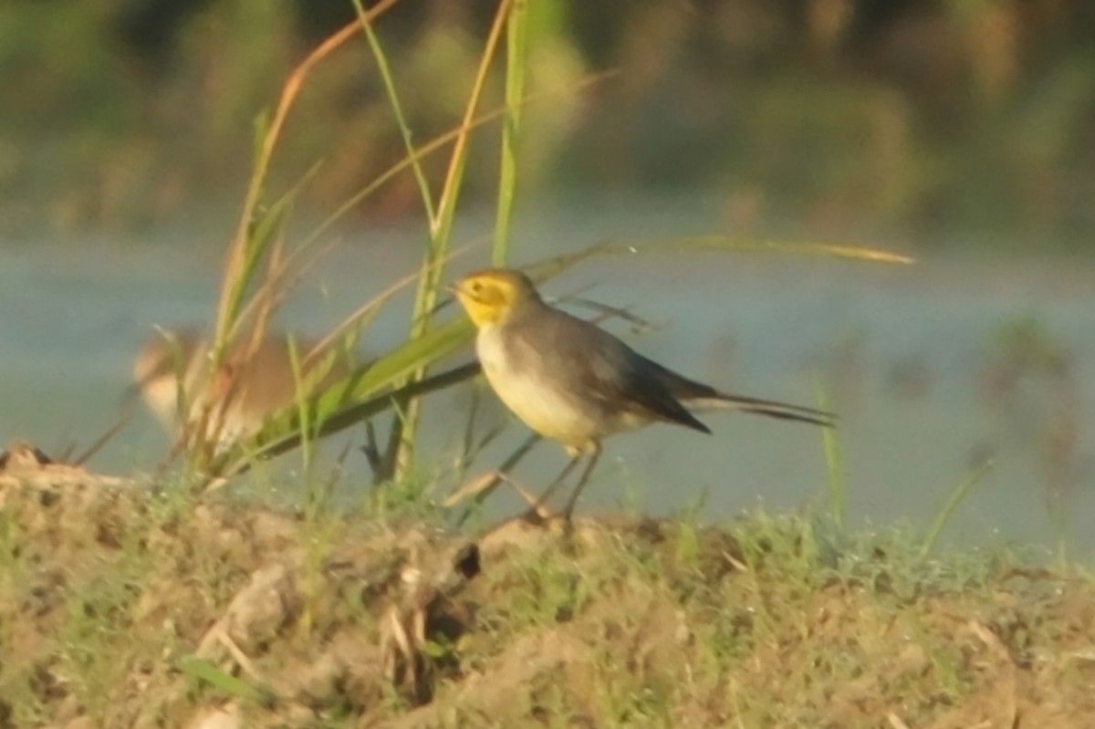 Citrine Wagtail - ML647677826