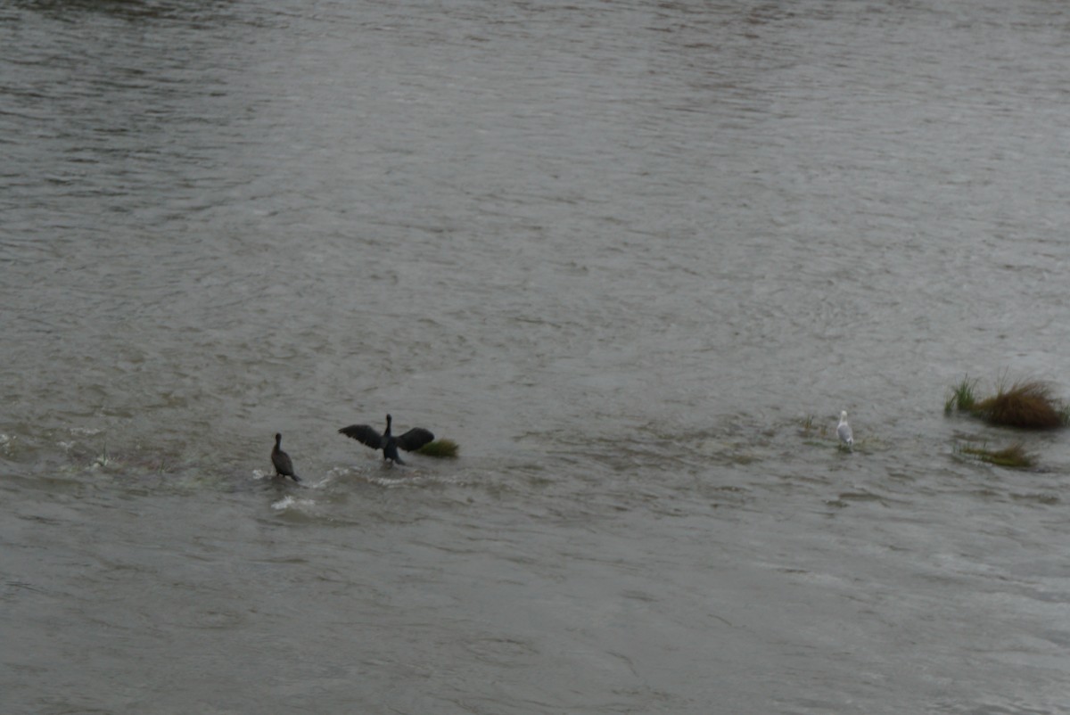 Yellow-legged Gull - ML647677828