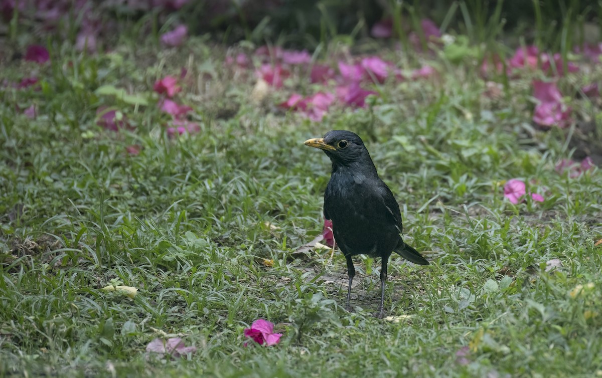 Chinese Blackbird - ML647677829
