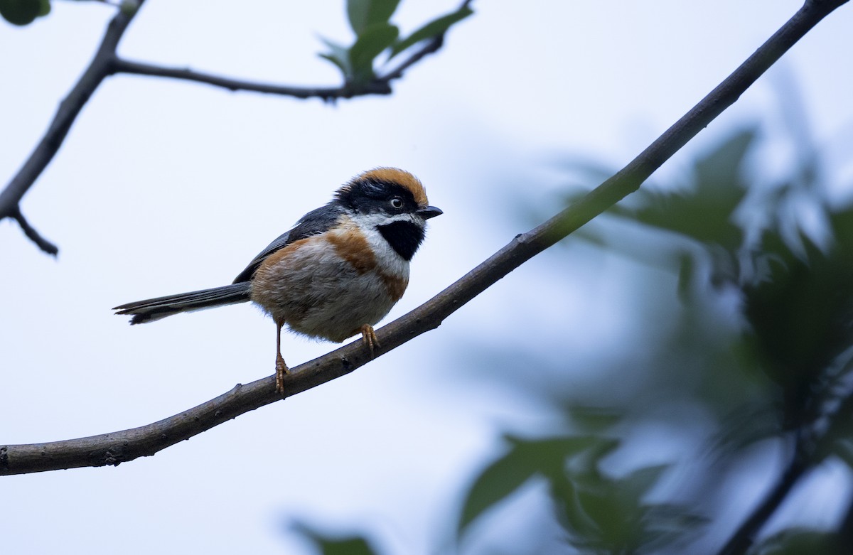 Black-throated Tit - ML647677830