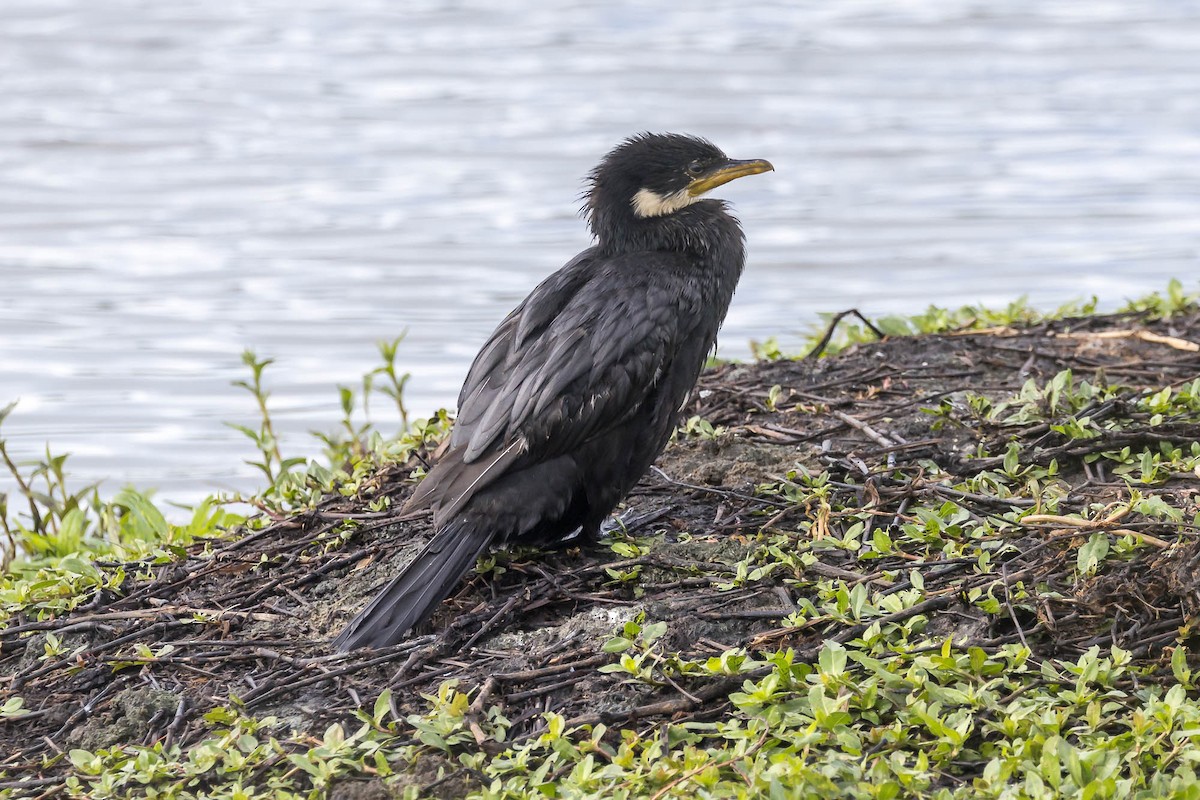 Little Pied Cormorant - ML647677831