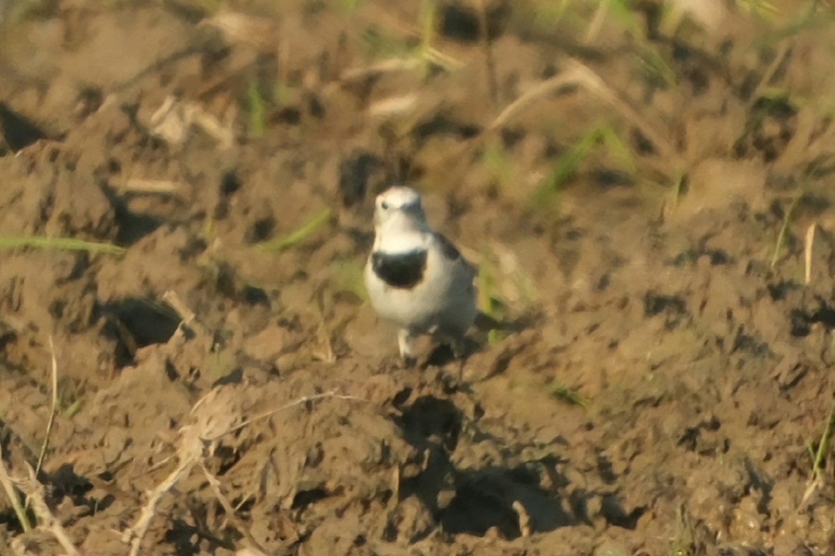 White Wagtail - ML647677832