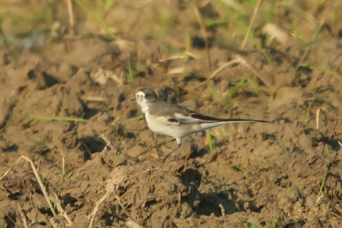 White Wagtail - ML647677833