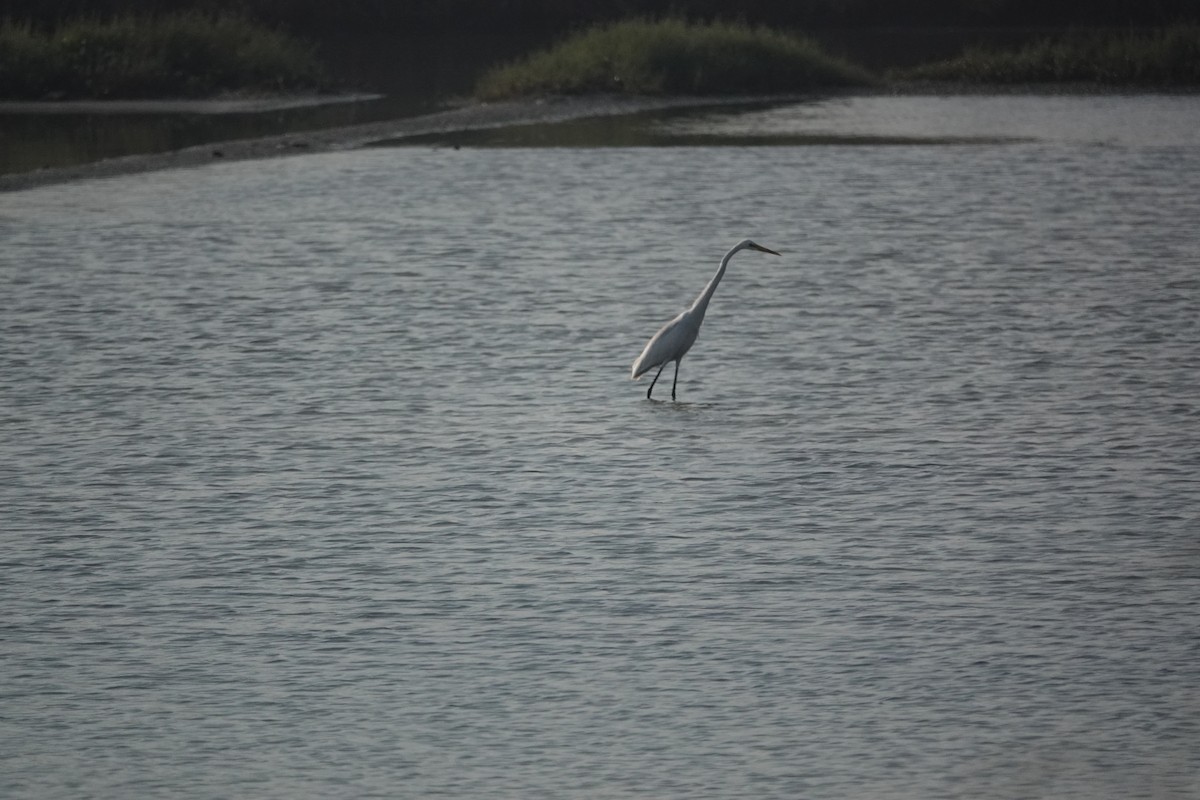 Great Egret - ML647677834