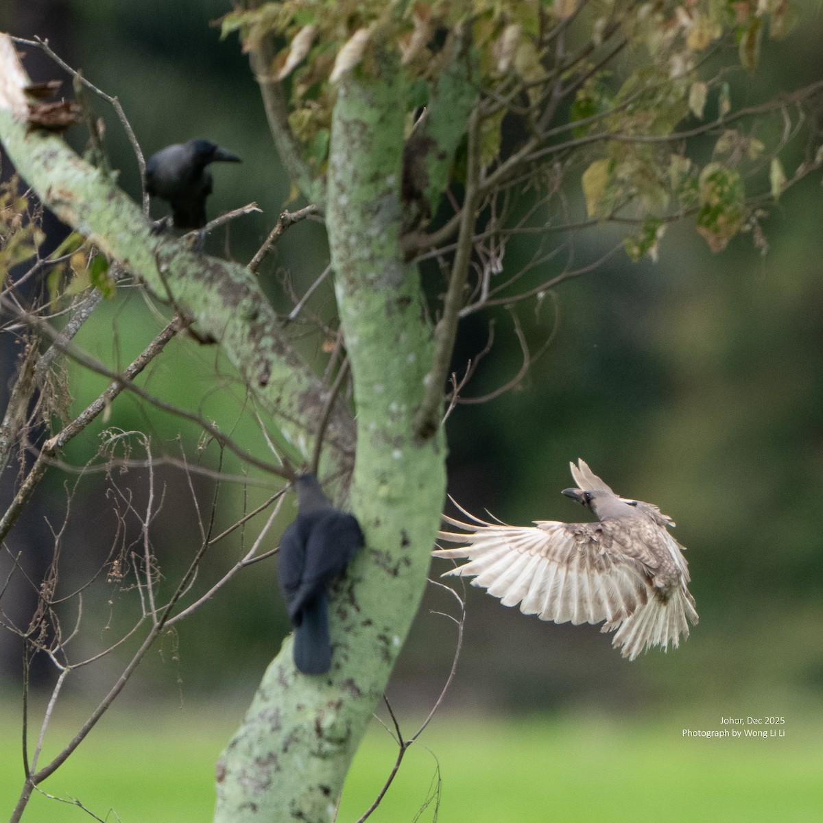 House Crow - ML647677835
